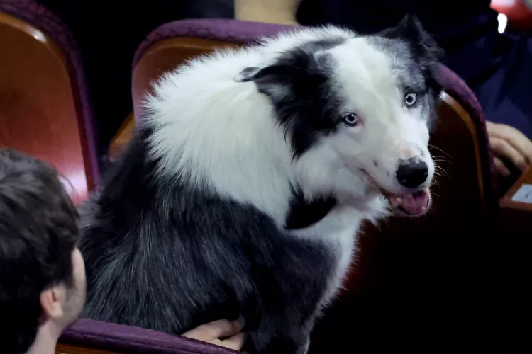 Jimmy Kimmel Celebrates "Anatomy of a Fall" Canine Star Messi: "A Pawsome Performance"